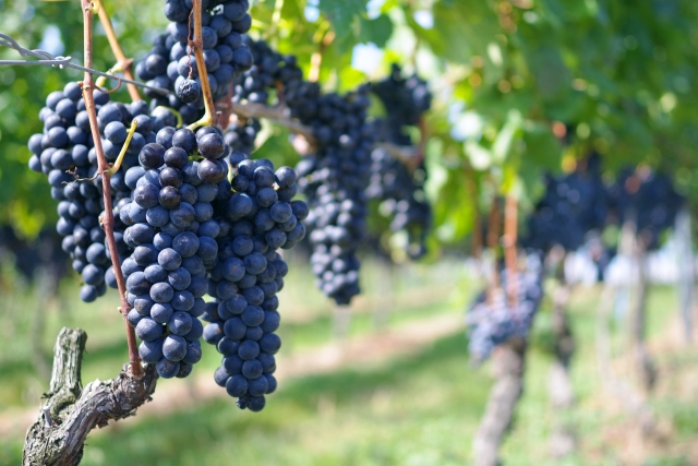winemenu